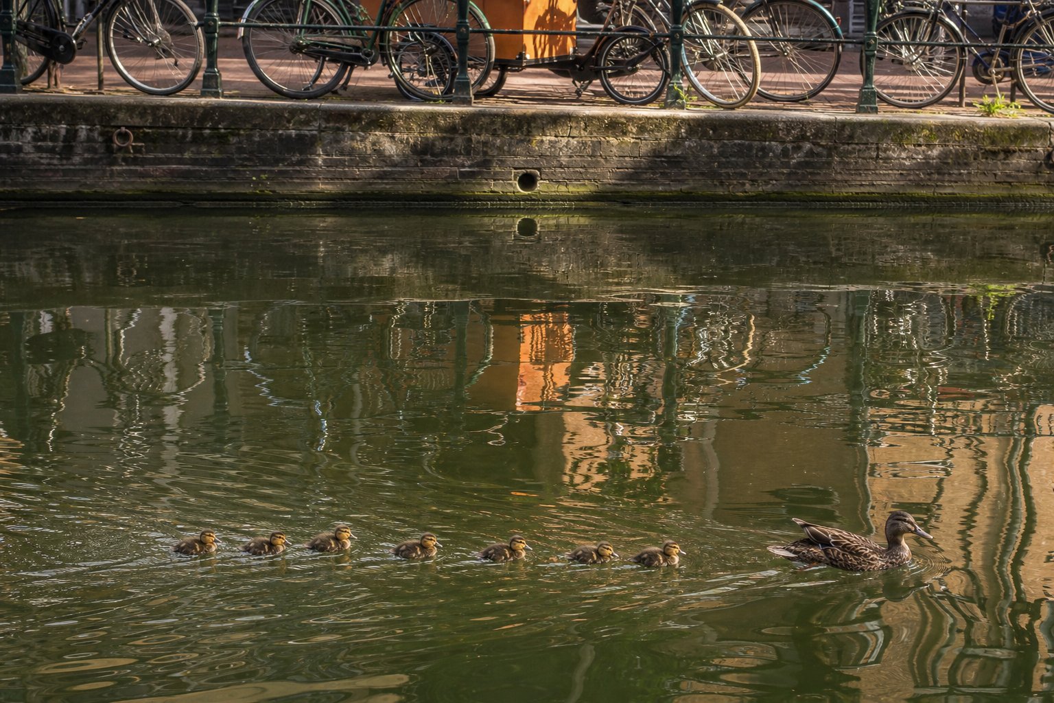 Essentially Amsterdam – donderdag 8 oktober 2026