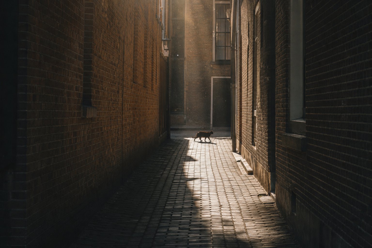 Essentially Amsterdam newsletter, August 12, 2026: watch the partial solar eclipse from the NEMO roof terrace, hear Helena Casella perform l...